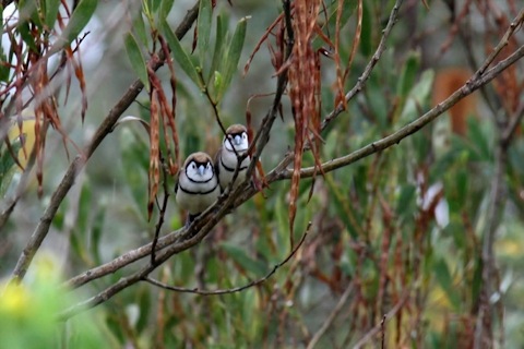 Double-barred Finch (Taeniopygia bichenovii)